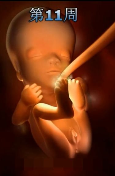 胎儿发育震撼照片,最全胎儿发育图