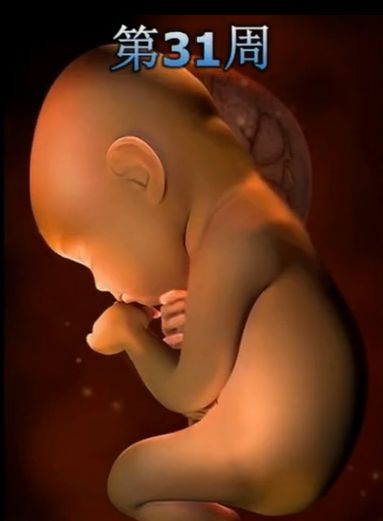 胎儿发育震撼照片,最全胎儿发育图