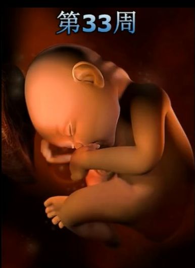 胎儿发育震撼照片,最全胎儿发育图