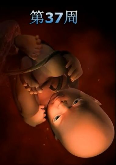 胎儿发育震撼照片,最全胎儿发育图