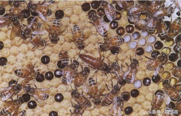 怎样养蜂才能防止返巢虫害,新手养蜂如何避免蜜蜂飞逃