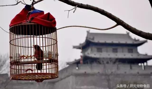 养鸟的故事,鲁王养鸟故事里写的是什么