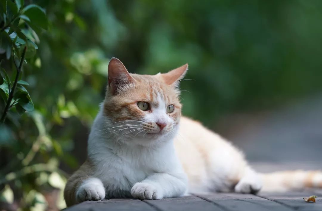 长焦大炮4000mm,索尼400f2.8镜头评测