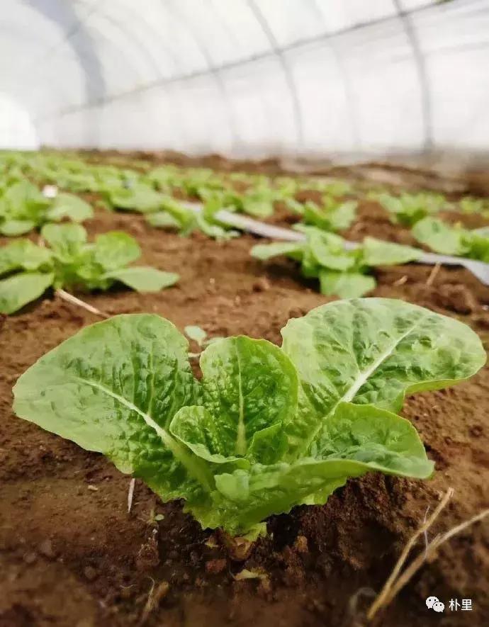 这个韩国欧巴11年前来西安，盖农场当农夫，还娶主播做媳妇儿