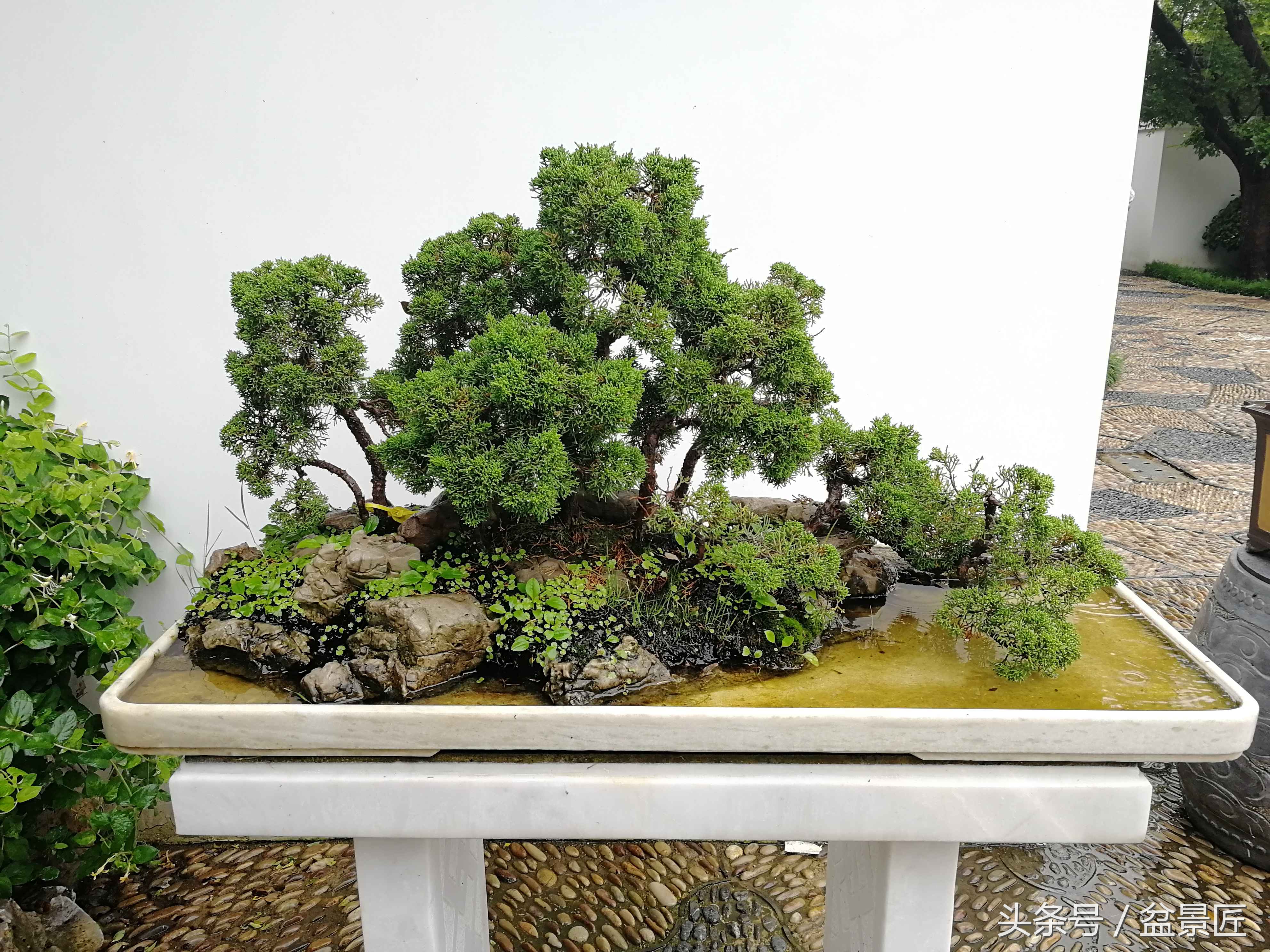 盆景叶黄落叶怎么办,盆栽叶黄怎样处理