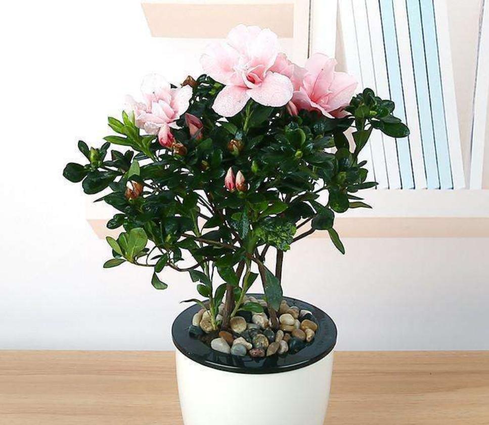 夏季杜鹃花叶子发白是什么原因,杜鹃花叶片发黑焦枯怎么办