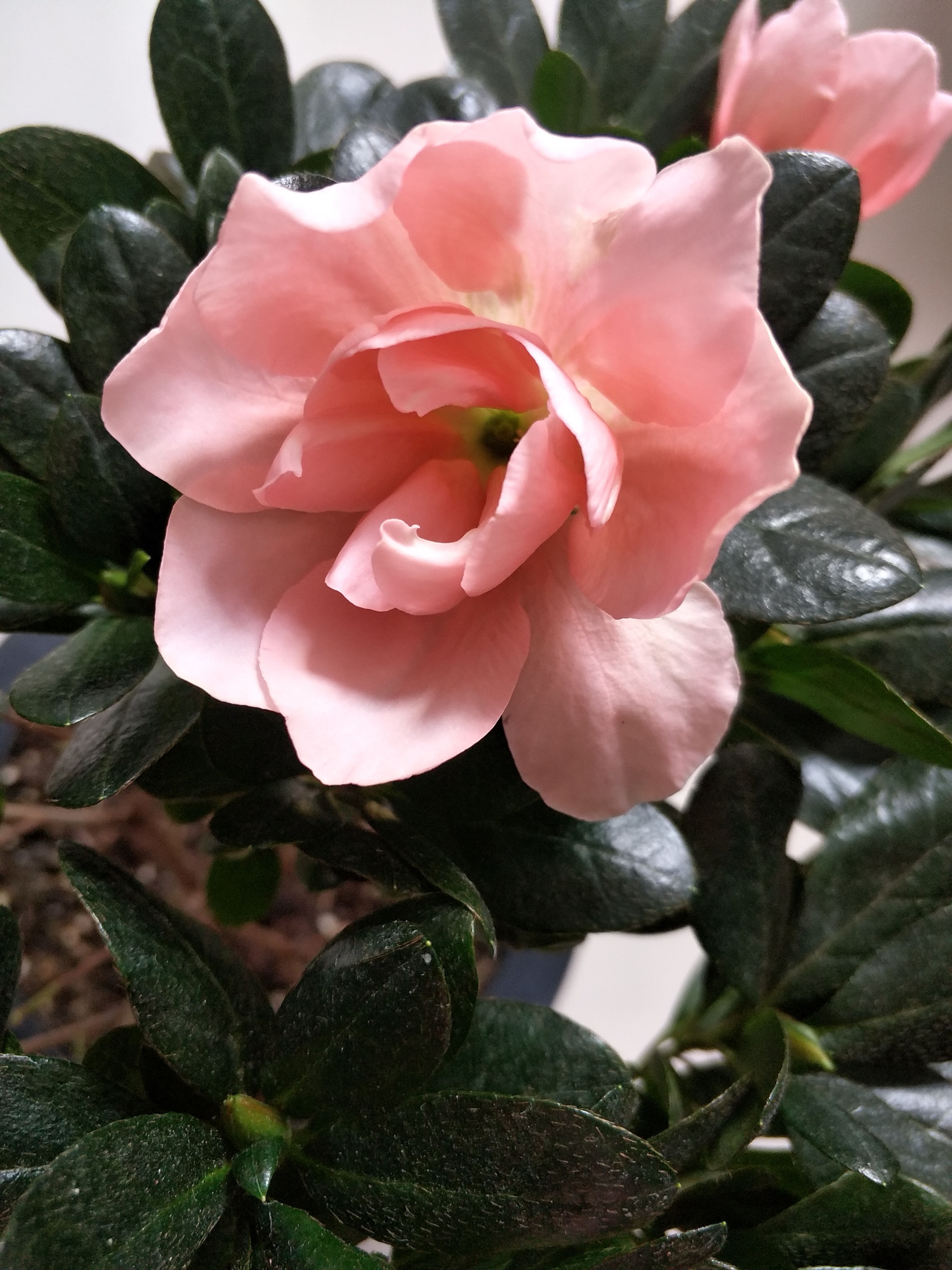 夏季杜鹃花叶子发白是什么原因,杜鹃花叶片发黑焦枯怎么办