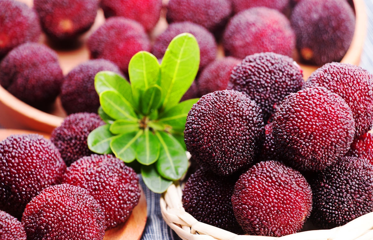 杨梅酒适合什么时候酿酒,酿酒技术杨梅酒制作方法