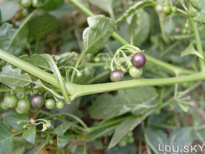 不同年龄段的童年回忆,你们的童年回忆是什么样