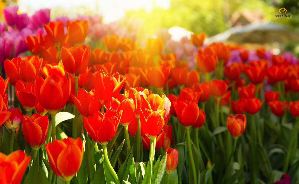 我不是药神女主不接票房十亿,药神票房