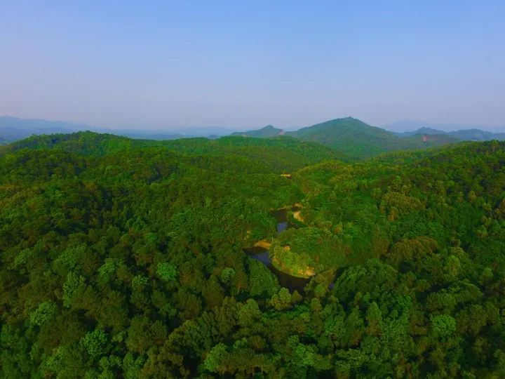 3万多亩的“天然氧吧”!人民日报整版报道佛山这座“中国最美林场”