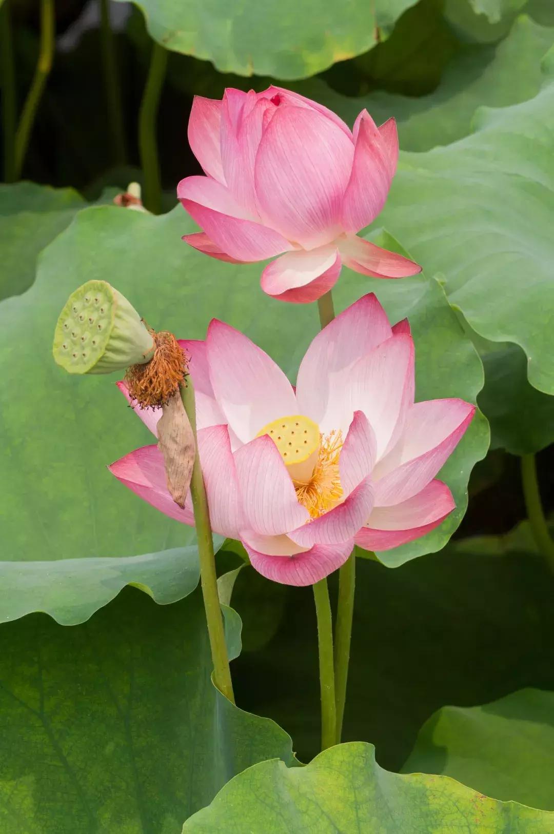 鸣翠湖荷花之美,今夏赏荷必去景点