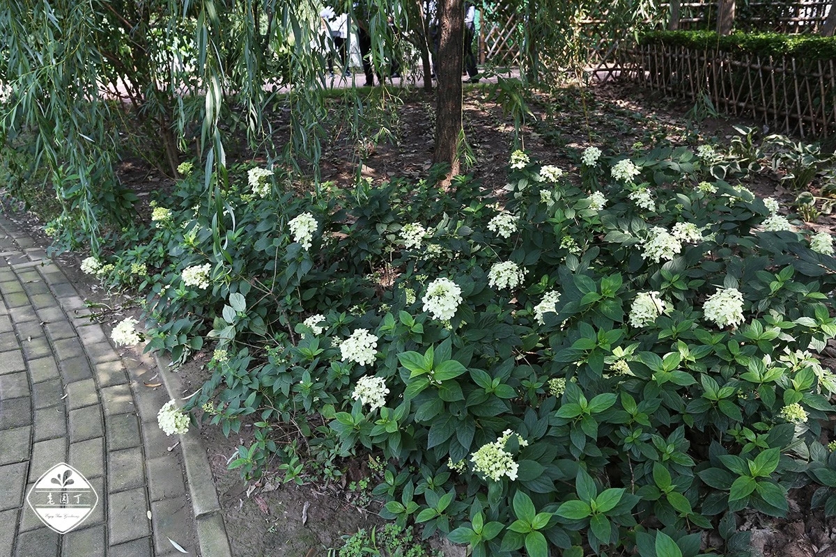 不与群芳争春色淡留清气满乾坤,不与群芳争艳只待盛开