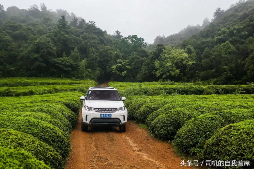 如果你想体验征服感，那养一头猛虎应该是不错的选择