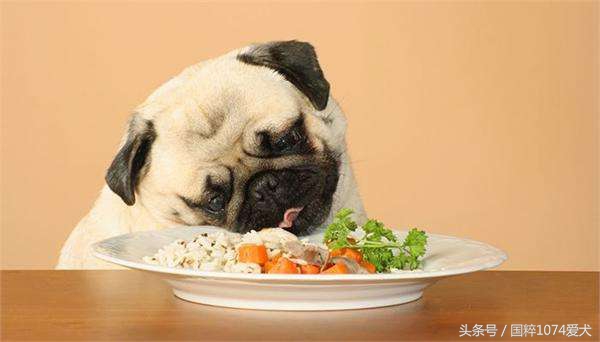 老龄狗适合的狗粮,柯基狗适合吃什么牌子的狗粮