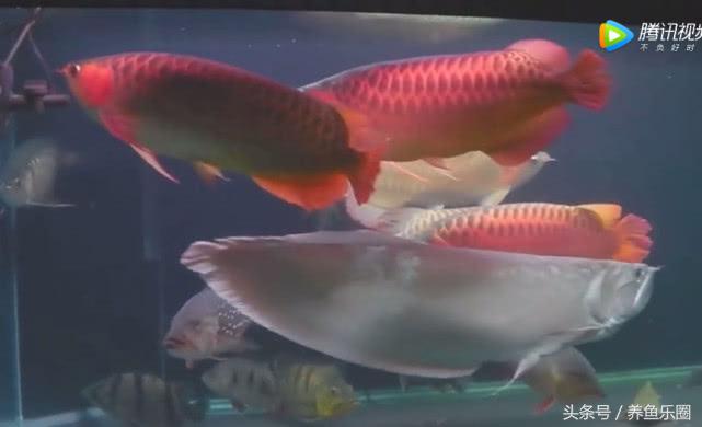 群游观赏鱼很帅,老缸养红龙注意事项