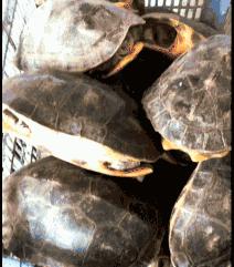 一周只卖3天网红龟苓膏，熬夜睇波食一盅即刻下火