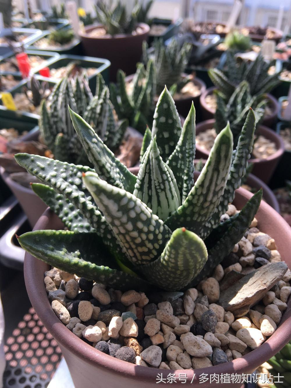 大神的硬叶十二卷阳台，为它们写日记