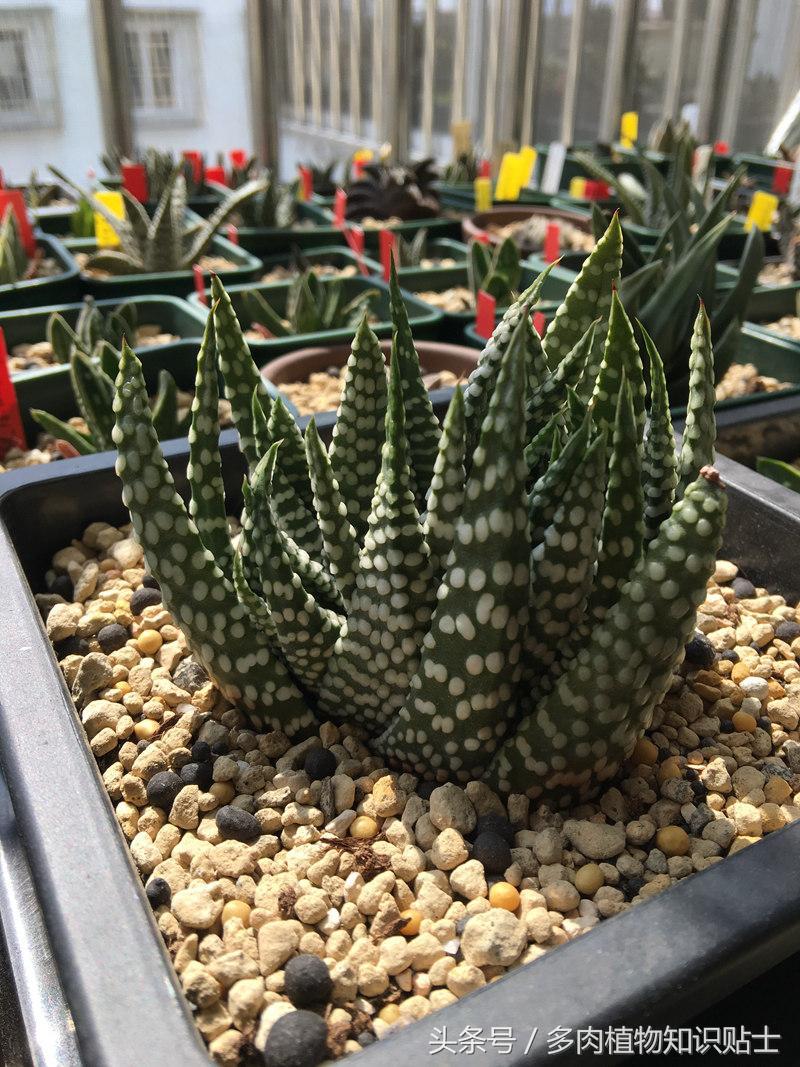 大神的硬叶十二卷阳台，为它们写日记