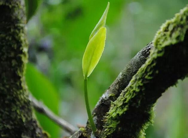 买普洱茶饼要注意什么事项,喝普洱茶注意事项和禁忌