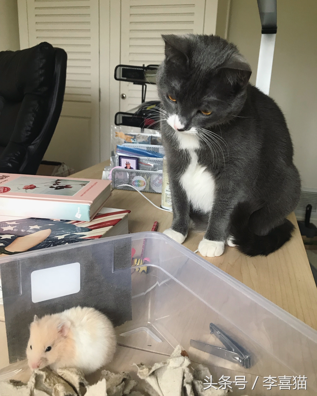 为什么猫咪和小仓鼠会成为好朋友,可爱的小仓鼠和猫能成好朋友吗