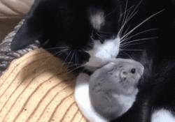 仓鼠和猫为什么是最好的朋友,猫和仓鼠居然成为了好朋友
