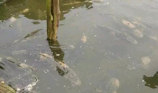 水产养殖鱼体烂身病、打印病病因与症状