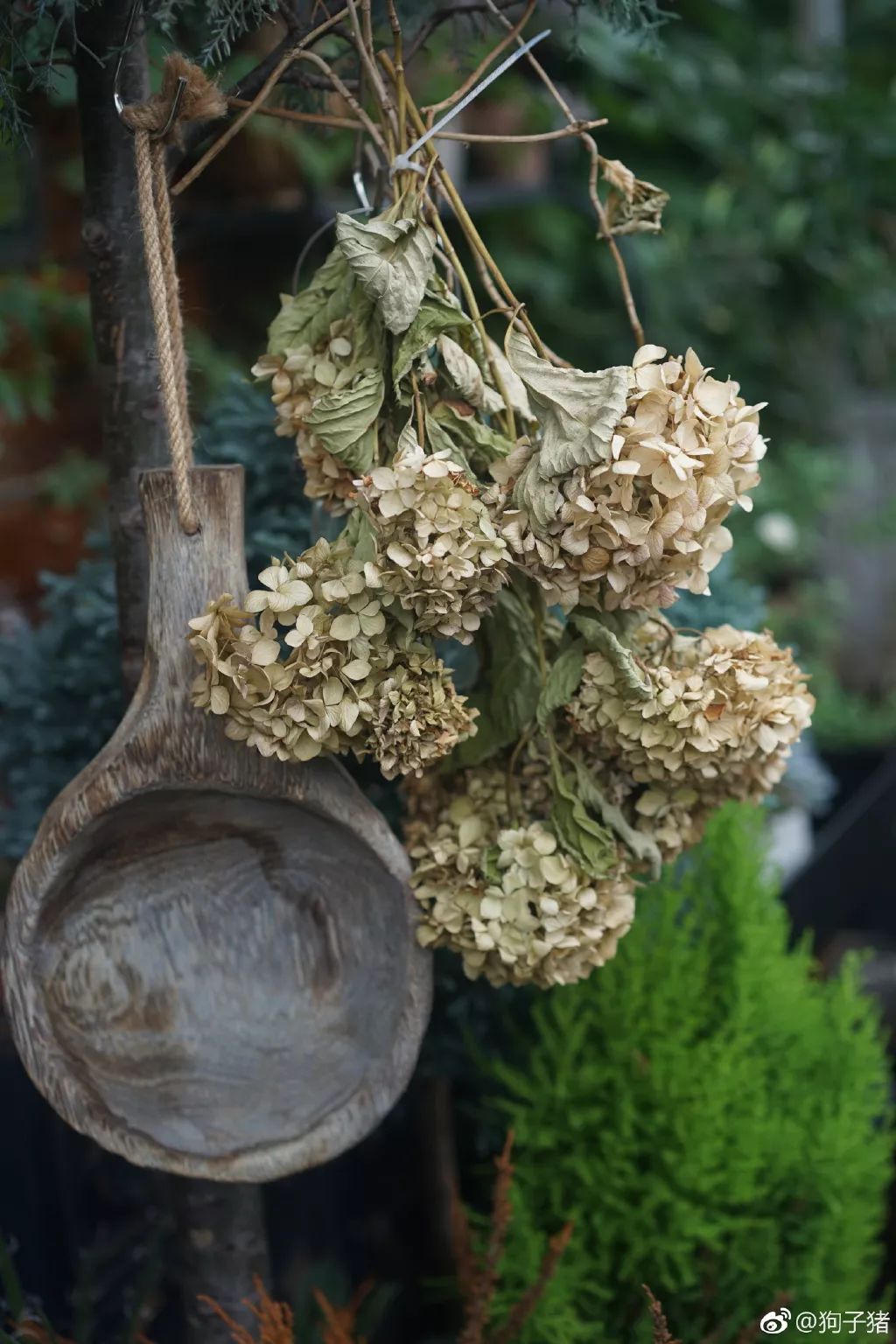 39岁，她不安分得很漂亮天台折腾两年，随后发出的照片，惊艳了所有人