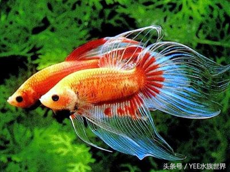 网上买鱼要注意什么,新手网上买鱼好吗