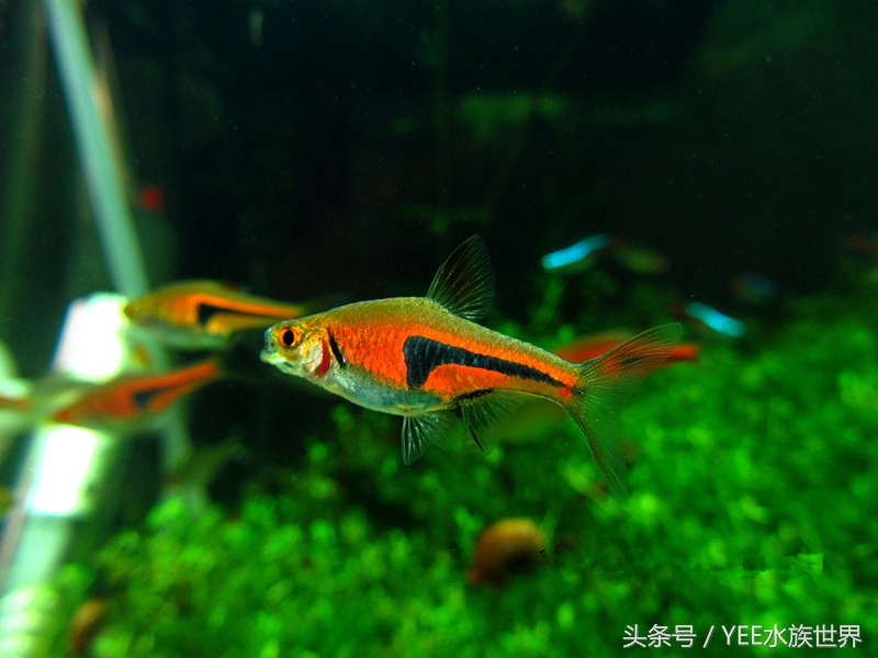 网上买鱼要注意什么,新手网上买鱼好吗