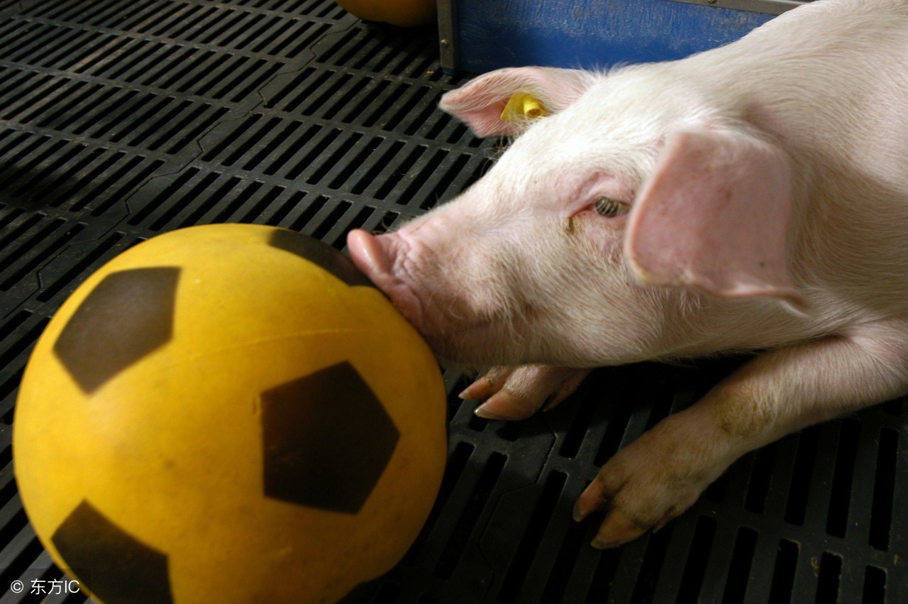 猪组成球队与天之骄子的足球比赛