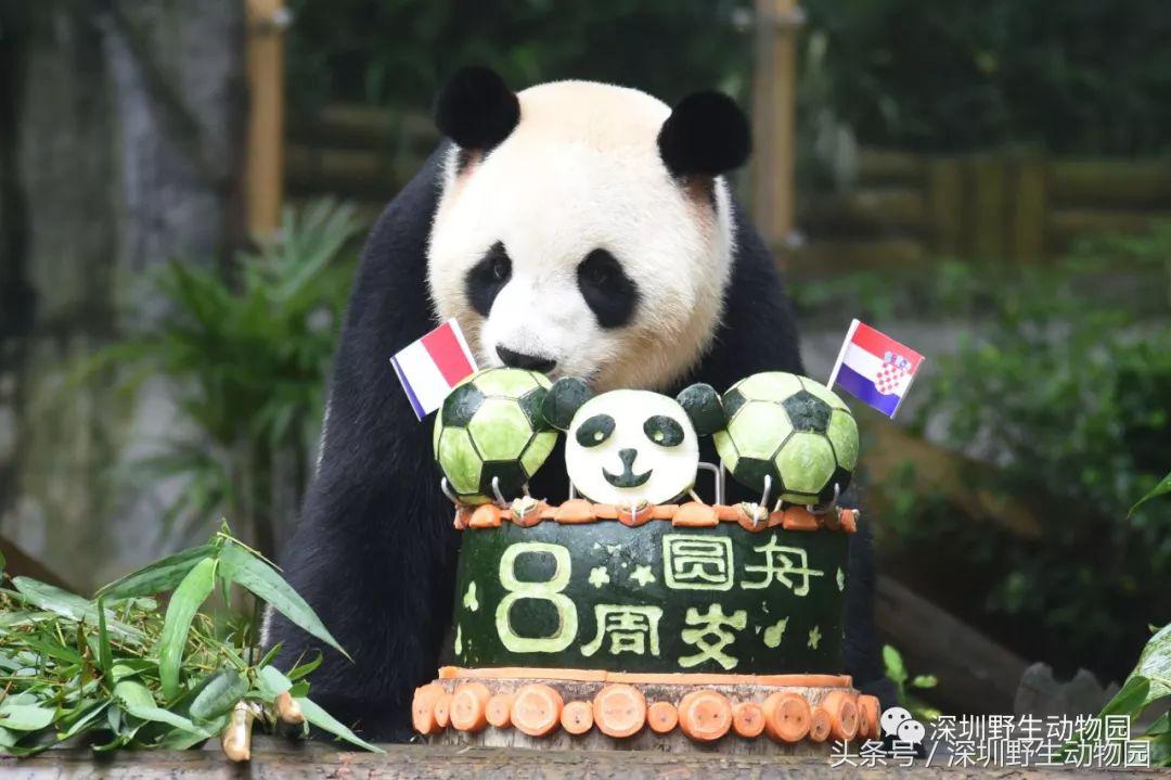 圆舟8岁啦！品足球蛋糕，预测世界杯，猫粉冒雨为他庆生！