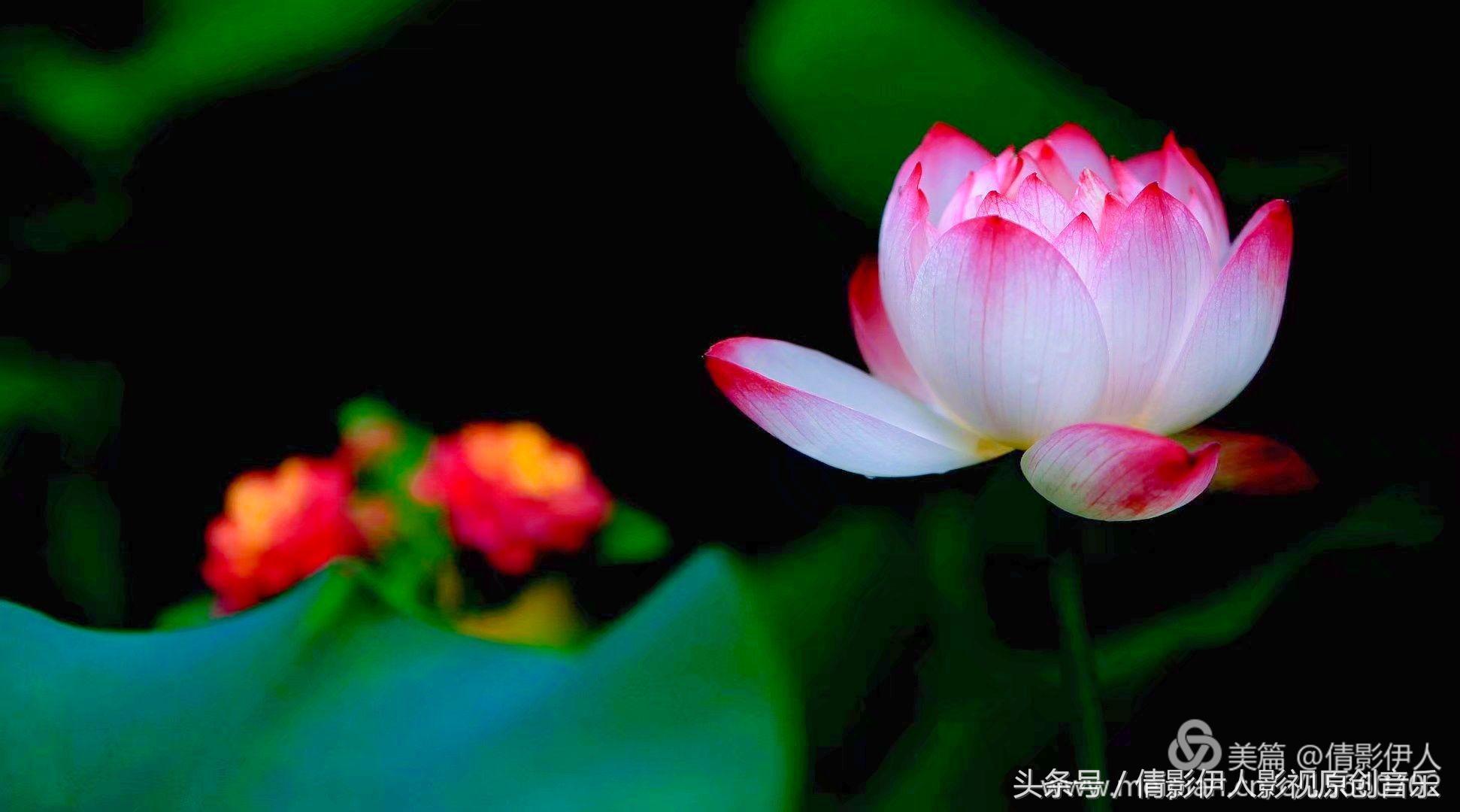 荷花之歌,立夏荷花音乐