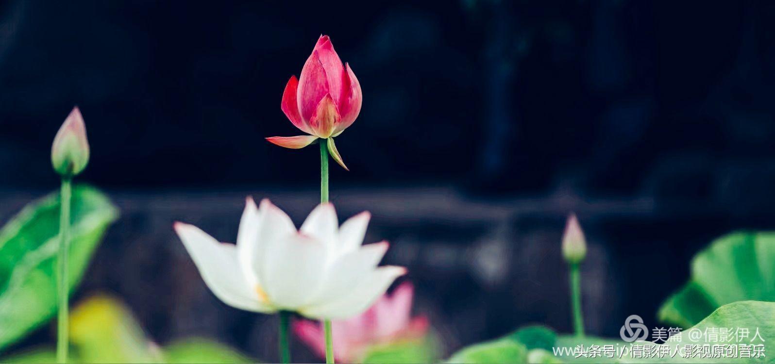 夏荷晕倒在海教官怀里,夏荷最美的十首诗