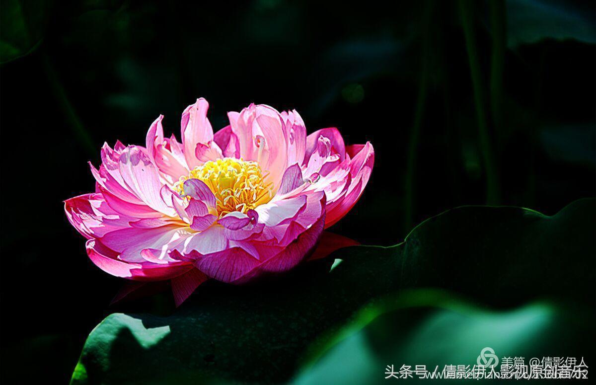 荷花之歌,立夏荷花音乐