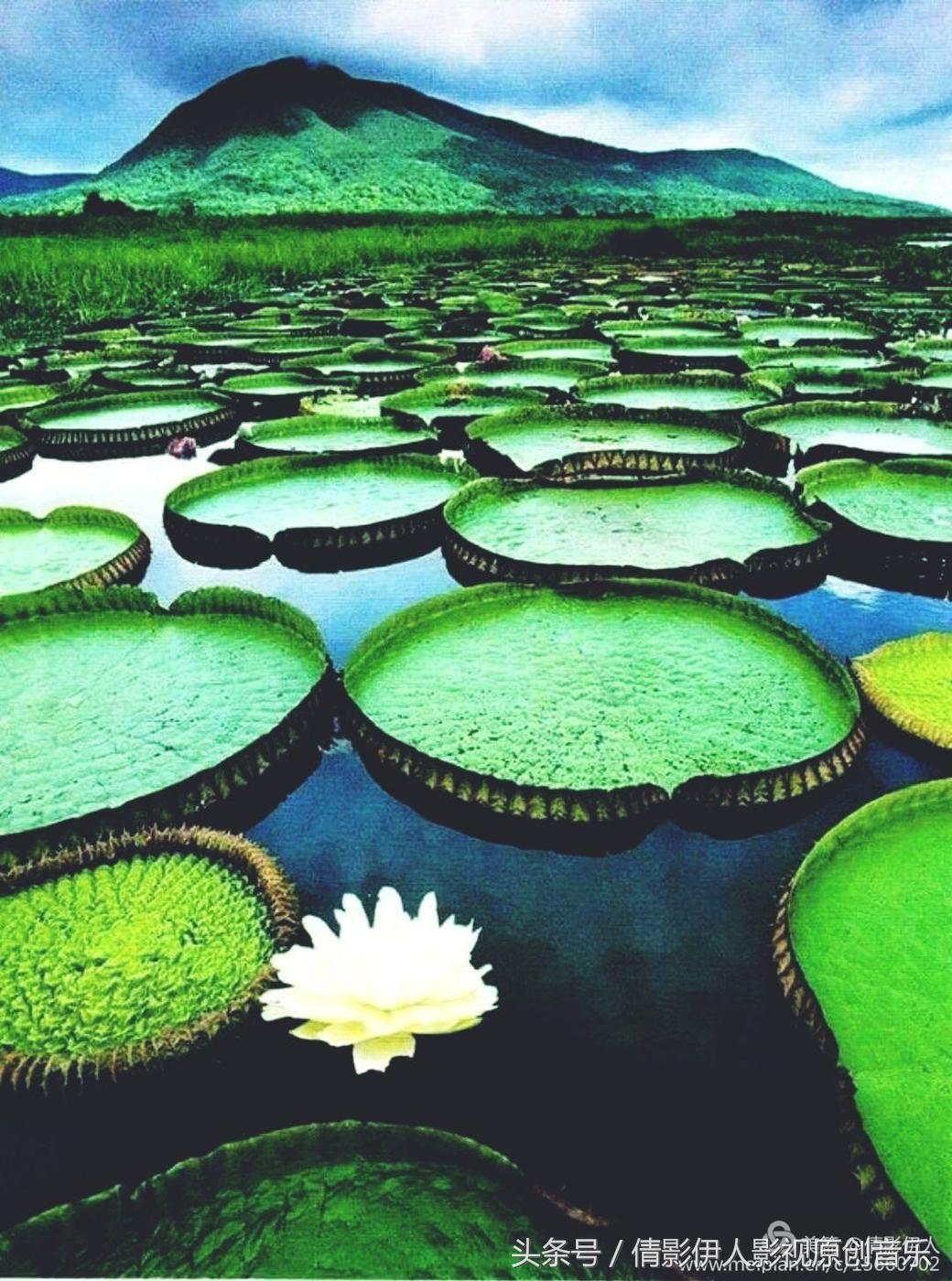荷花之歌,立夏荷花音乐