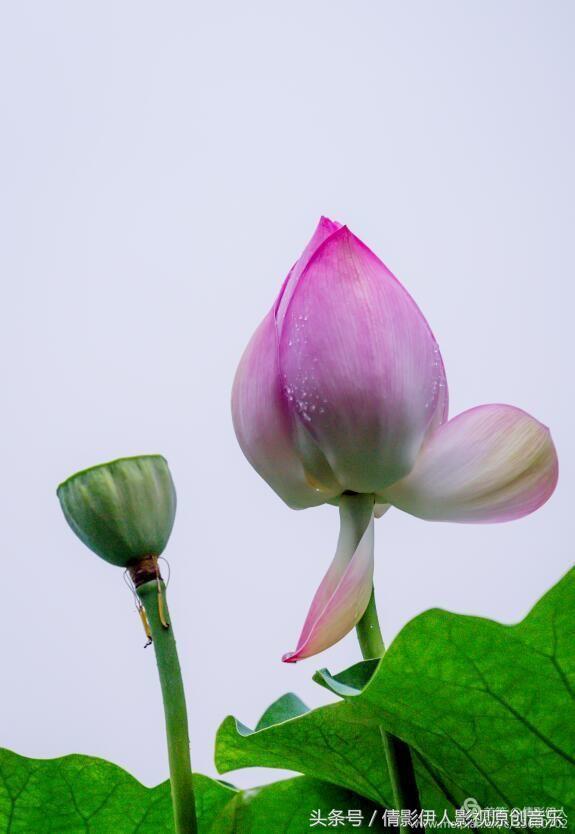 荷花之歌,立夏荷花音乐