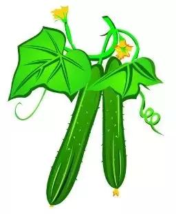 农业种植黄瓜小技巧有哪些,农人黄瓜的种植方法