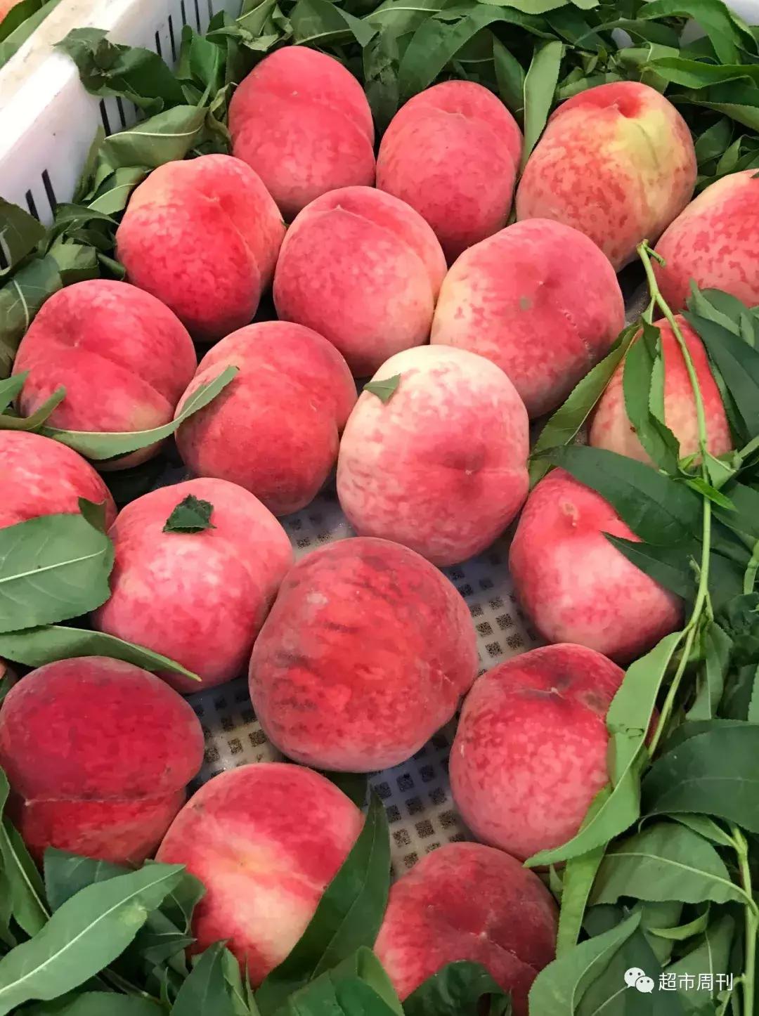 再探“果蔬好”：名不虚传果然好整体良性运转已形成