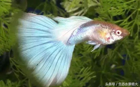 日本孔雀鱼野生怎样,日本孔雀鱼品种