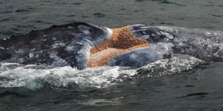 有一种鲸鱼很孤独,有一种鲸鱼特别孤独