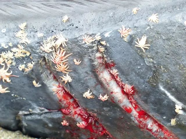 有一种鲸鱼很孤独,有一种鲸鱼特别孤独