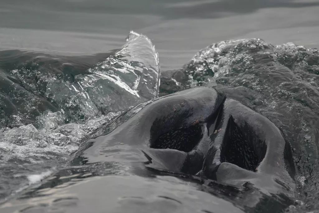 有一种鲸鱼很孤独,有一种鲸鱼特别孤独