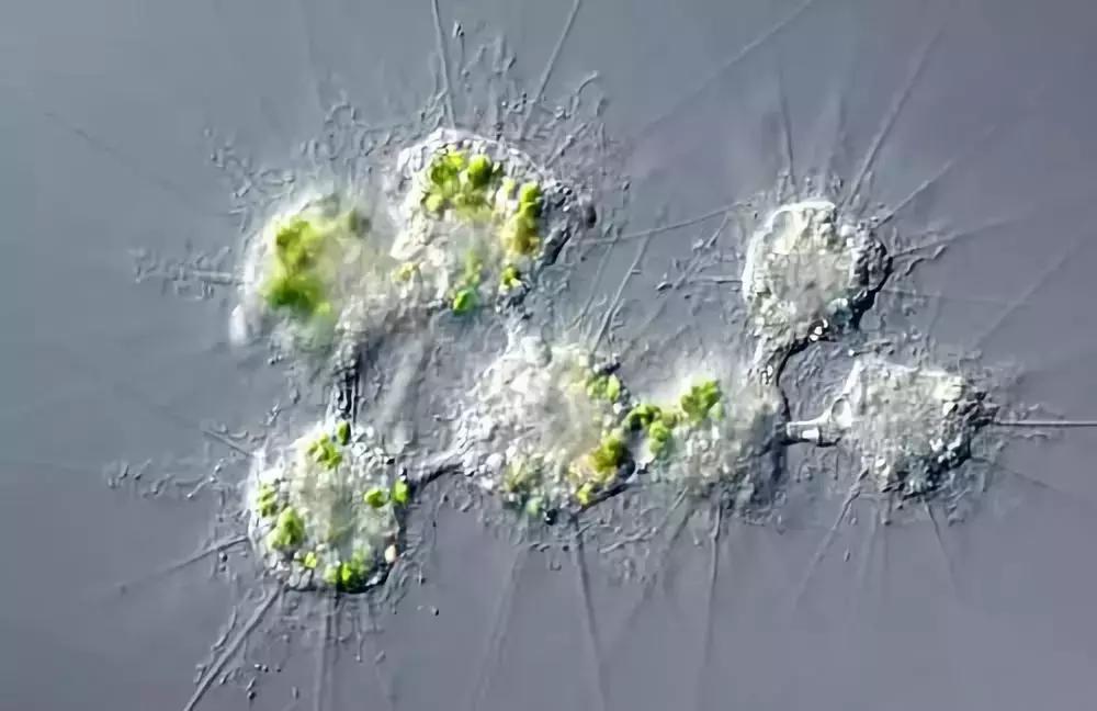 成年人得蛔虫病有什么症状,成人蛔虫怎么引起的