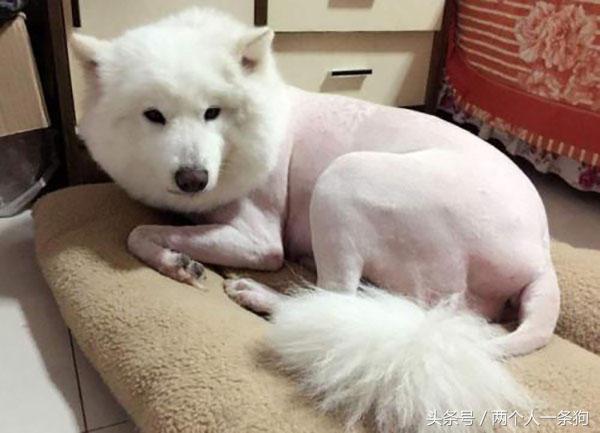 狗把毛剃光能散热吗,有一种热叫我觉得你热是什么意思