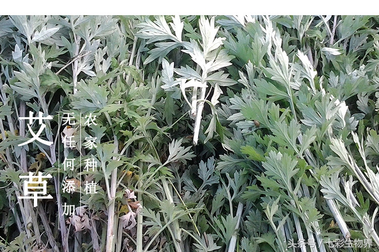 艾草辨别,识别艾草