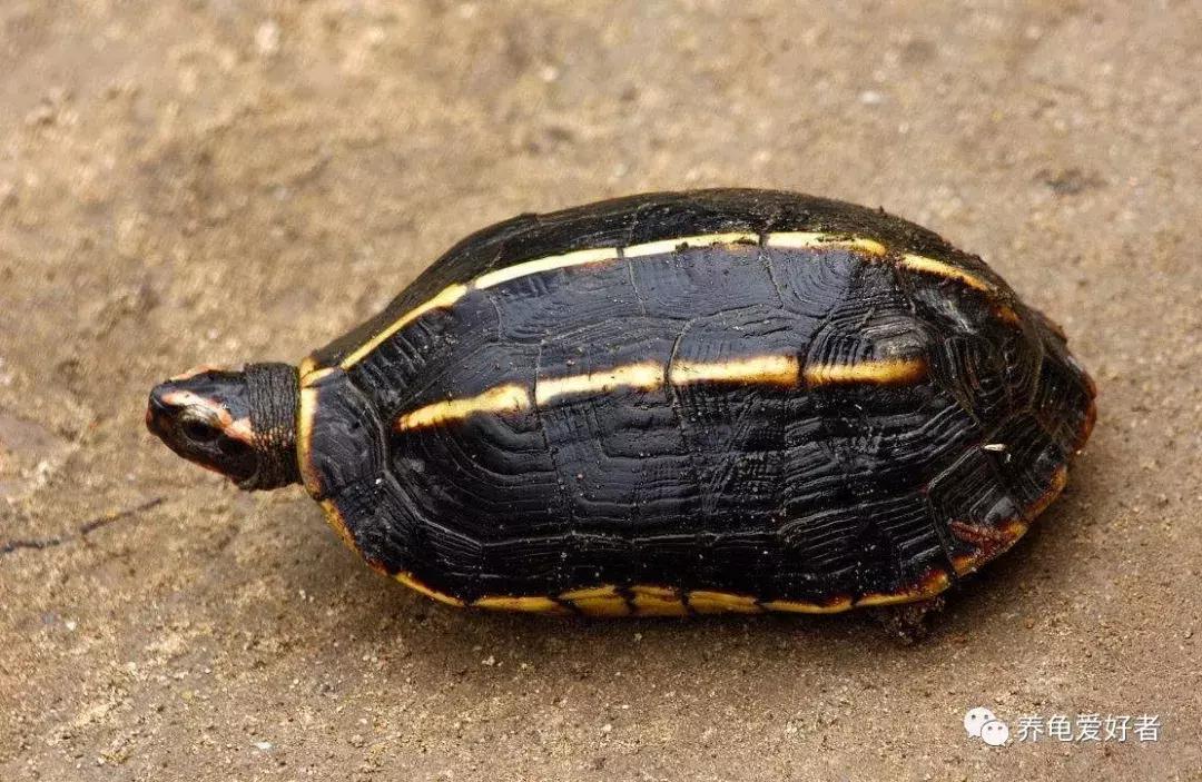 养龟灵的正确使用方法,养小草龟的正确方法