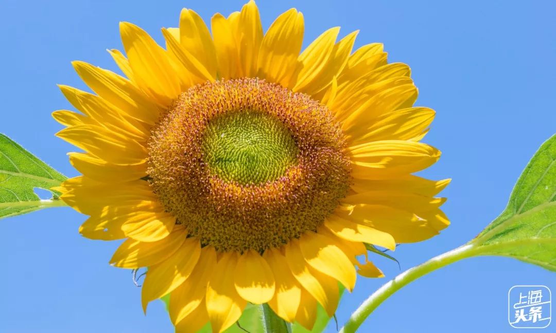 向日葵花海上海旅游攻略,上海市中心有一片向日葵花海