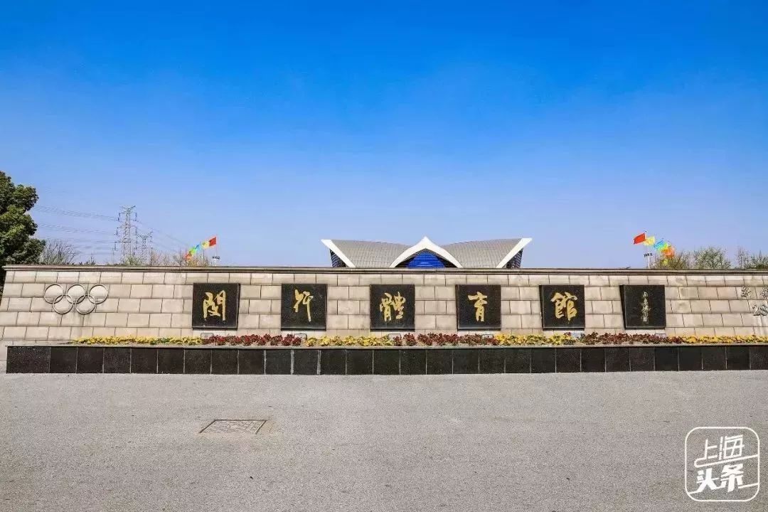 上海罗泾向日葵花田,上海各公园向日葵花海即将盛放