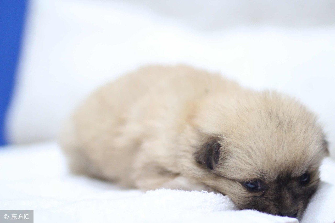 小奶狗怎么养?喂食羊奶粉才是正确的打开方式